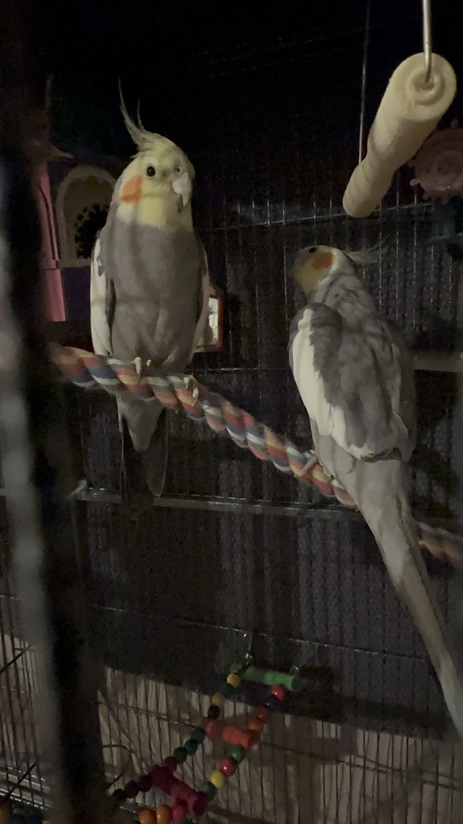 Two Adorable Cockatiels for Sale