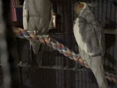 Two Adorable Cockatiels for Sale