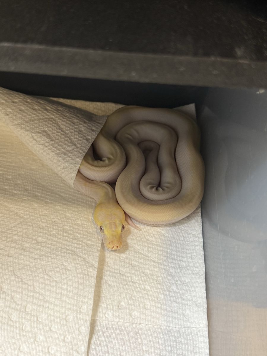 Super Dwarf Reticulated Python