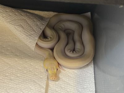 Super Dwarf Reticulated Python