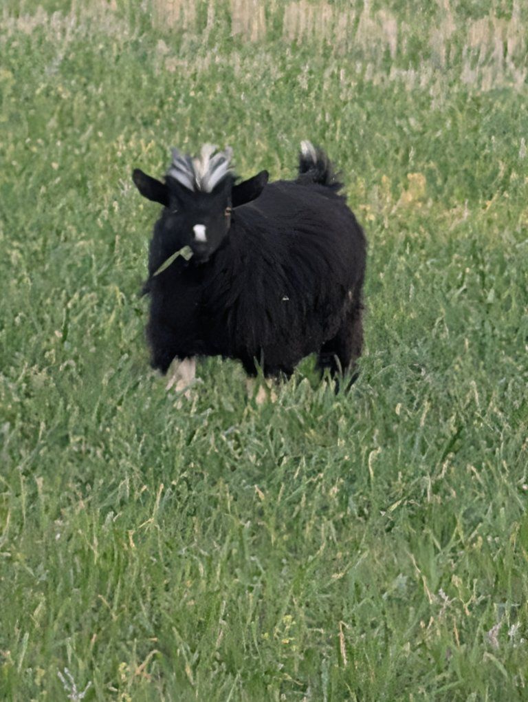 Pure Breed Mini Silkie Fainting Goats