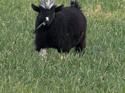 Pure Breed Mini Silkie Fainting Goats