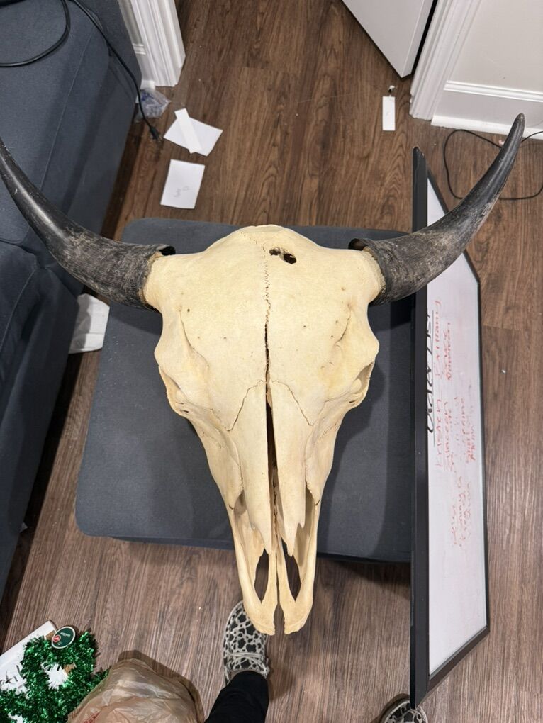 Authentic XL Bison Skull