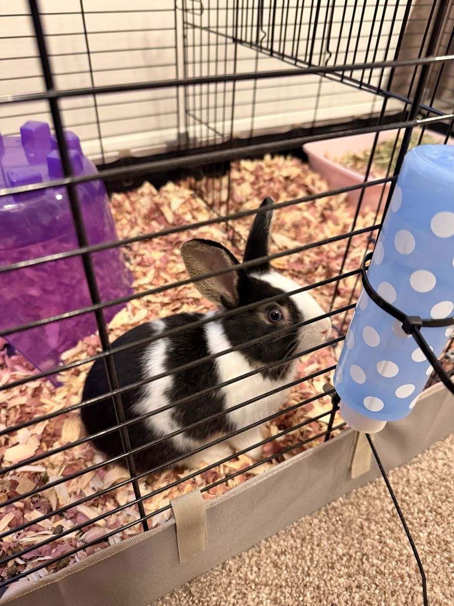Mixed dwarf rabbit+cage