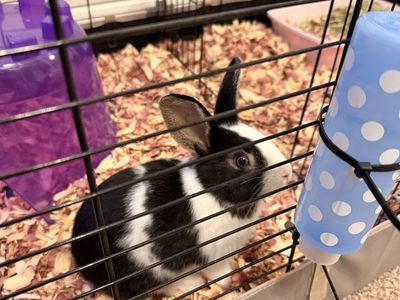 Mixed dwarf rabbit+cage