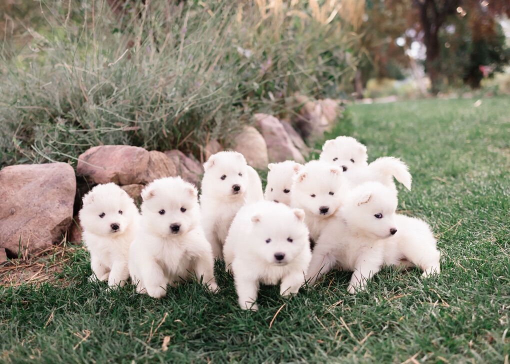 Adorable PureBred Female Samoyed Puppy