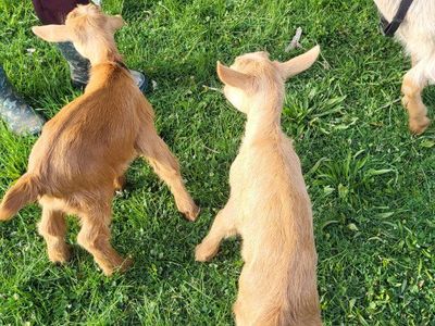 Baby Guernsey bucks