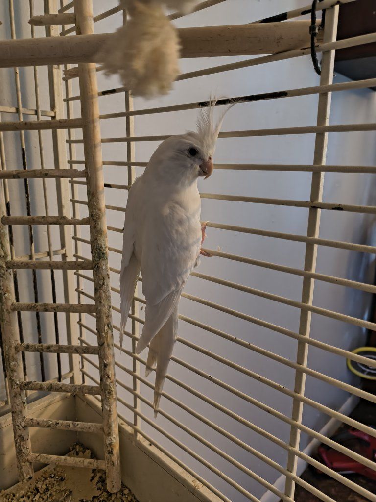 Two gray and  one White Cockatiel - Friendly, Vocal Bird for Adoption