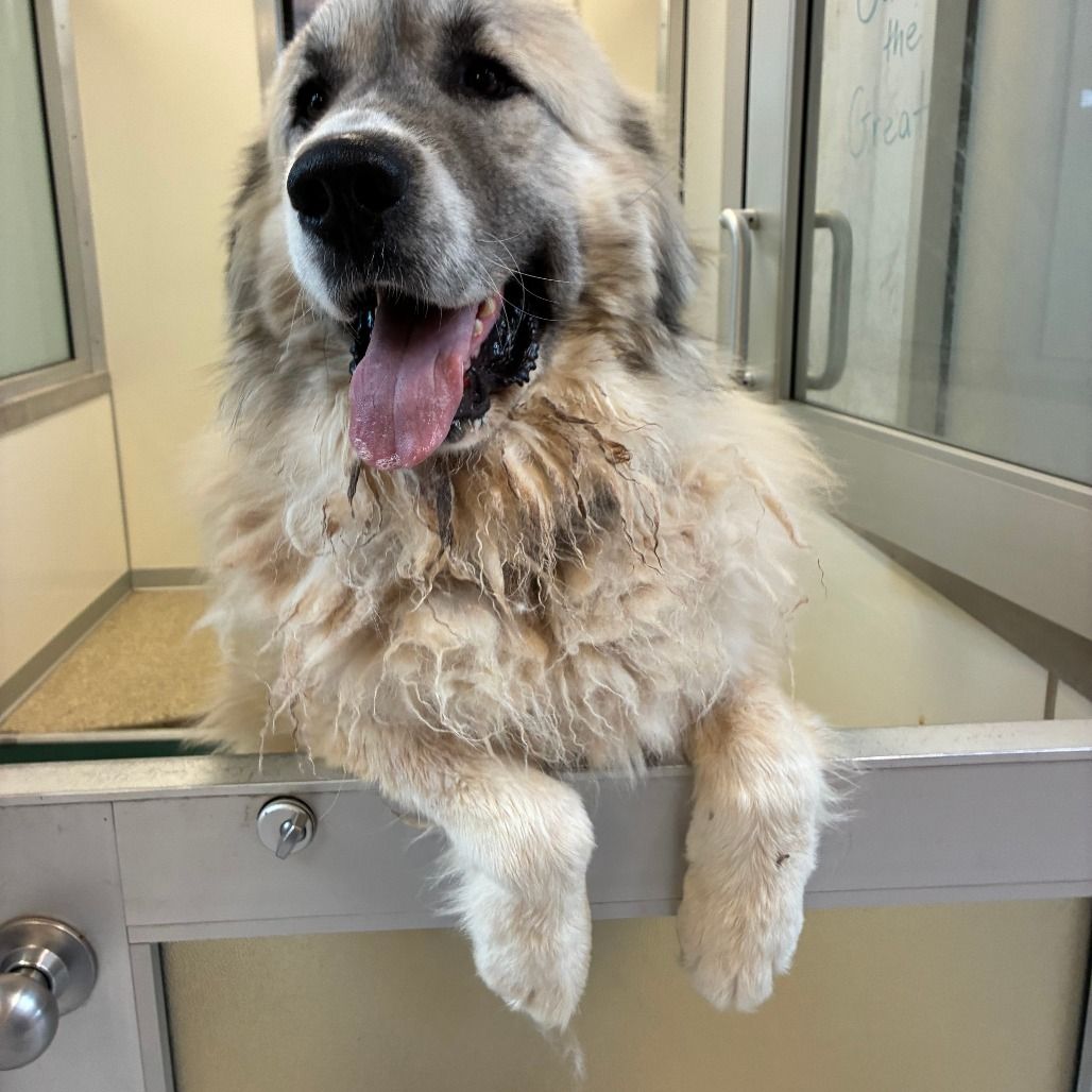 Hello my name is Gandolf the Great