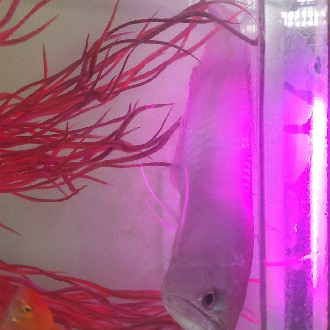 silver arowana $100