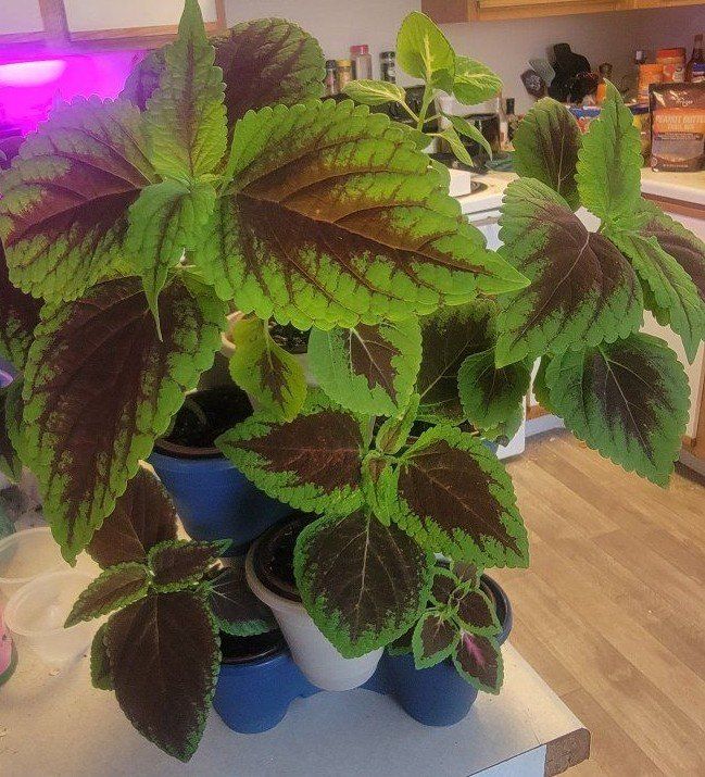 Coleus Plants