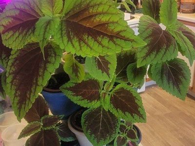 Coleus Plants