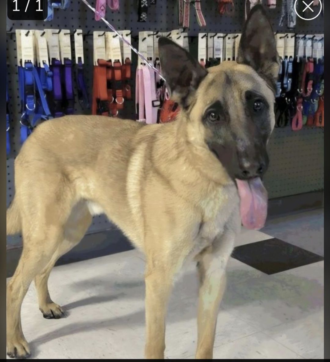 Titus, 2 year old Belgian Malinois