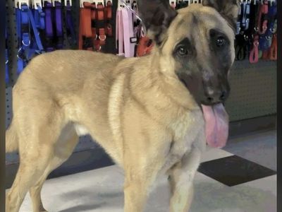 Titus, 2 year old Belgian Malinois