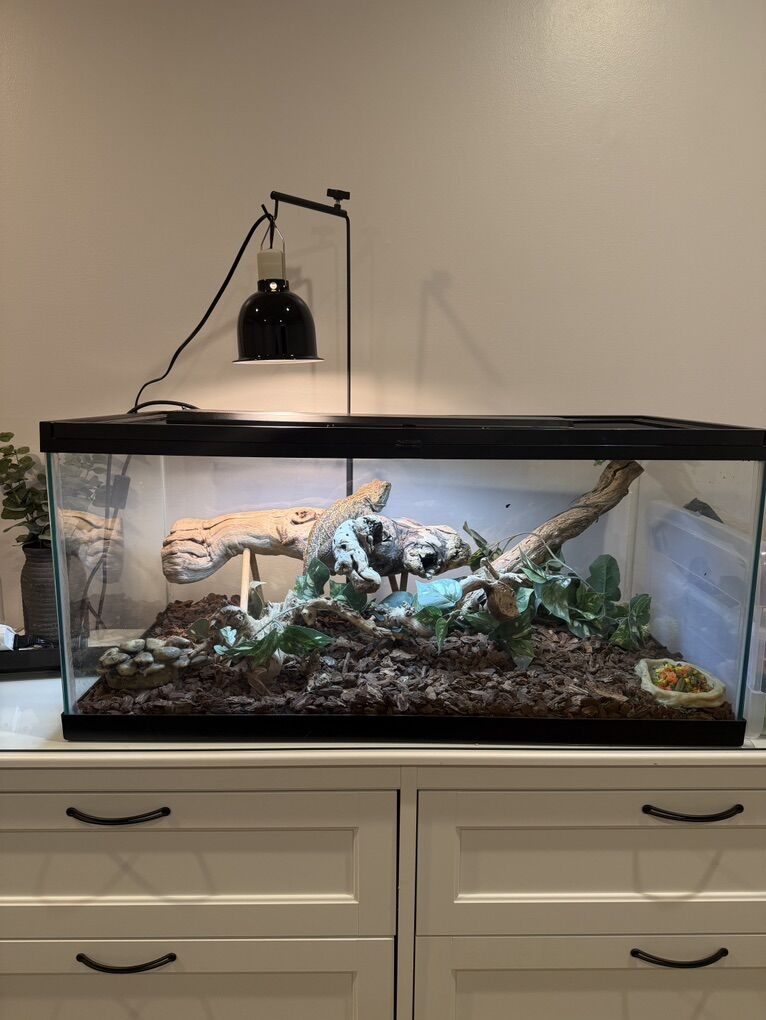 Bearded dragon & Tank