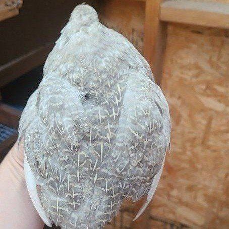 Silver Roo Quail