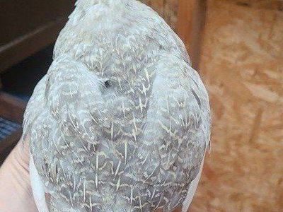 Silver Roo Quail