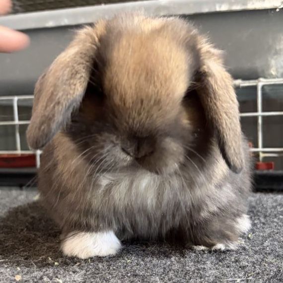 Holland Lop Doe