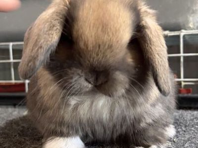 Holland Lop Doe