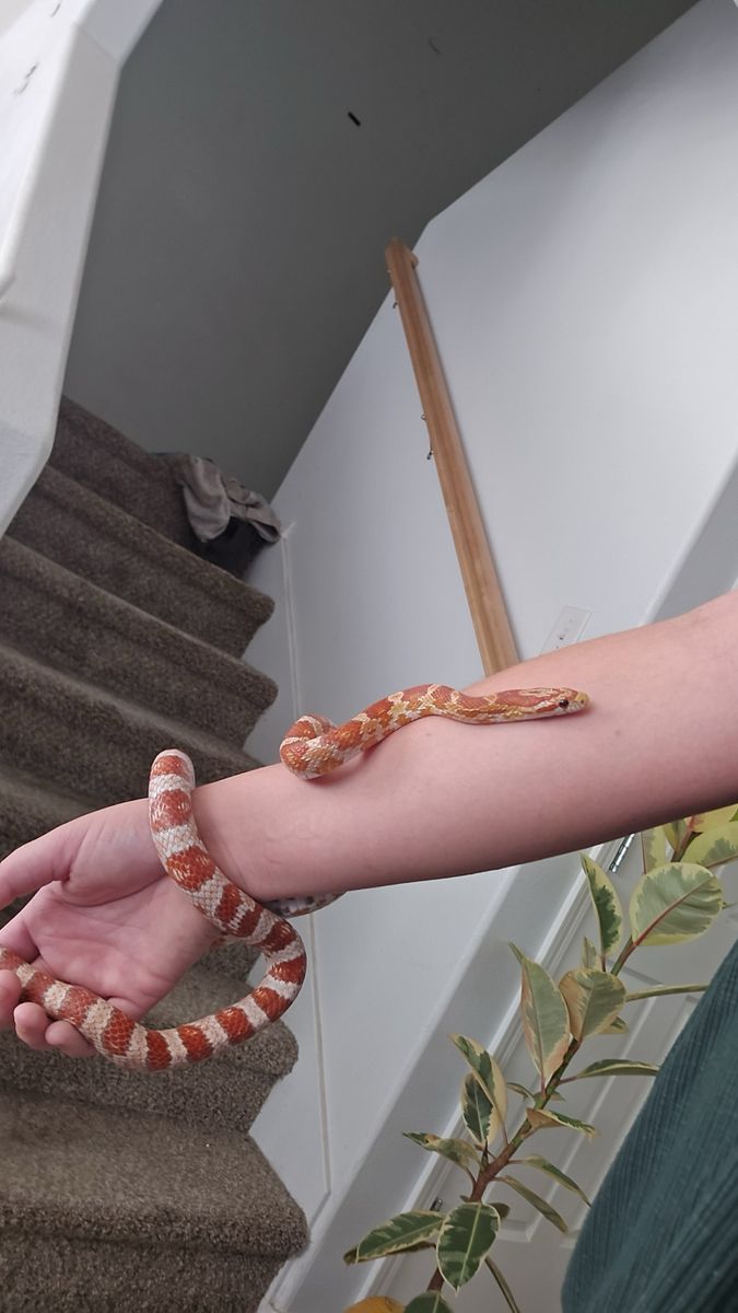 Corn Snake