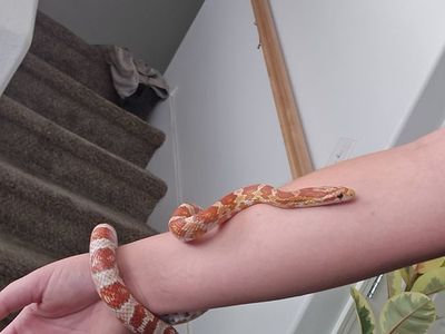 Corn Snake