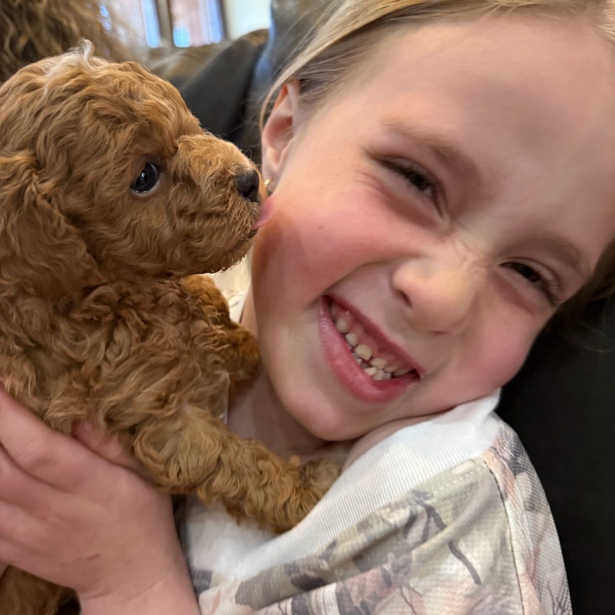 Cutest Little  Micro-Mini Goldendoodle Puppy