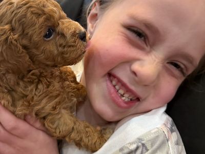 Cutest Little Micro-Mini Goldendoodle Puppy