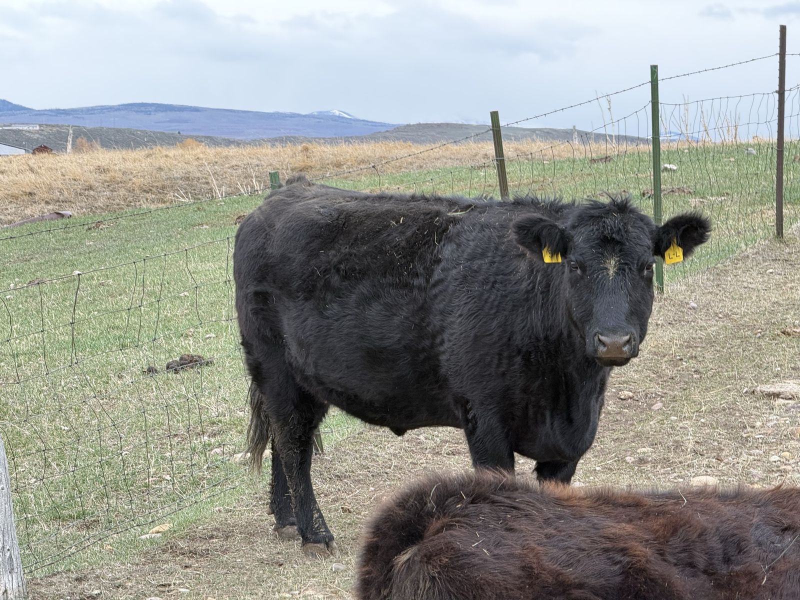 Angus Cow