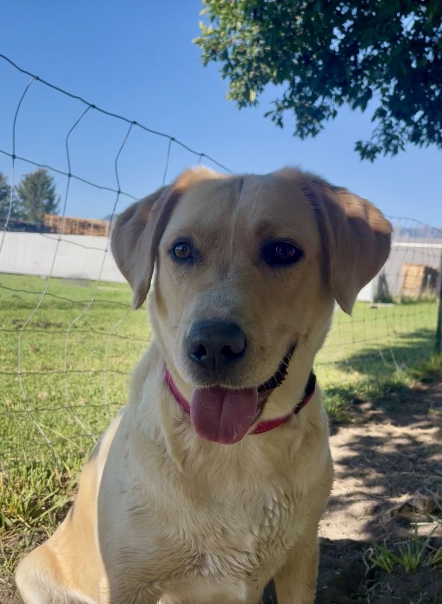 3-Year-Old Yellow Lab/Collie Dog Mix Looking for a Home