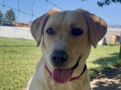 3-Year-Old Yellow Lab/Collie Dog Mix Looking for a Home