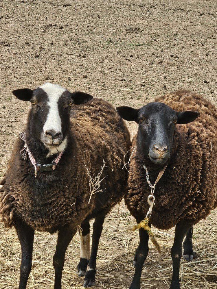 Female Katahdin Lambs For Sale