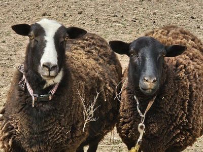 Female Katahdin Lambs For Sale