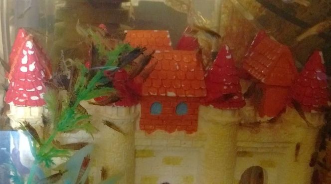 Rehoming Freshwater Aquarium Fish Tank Shrimp