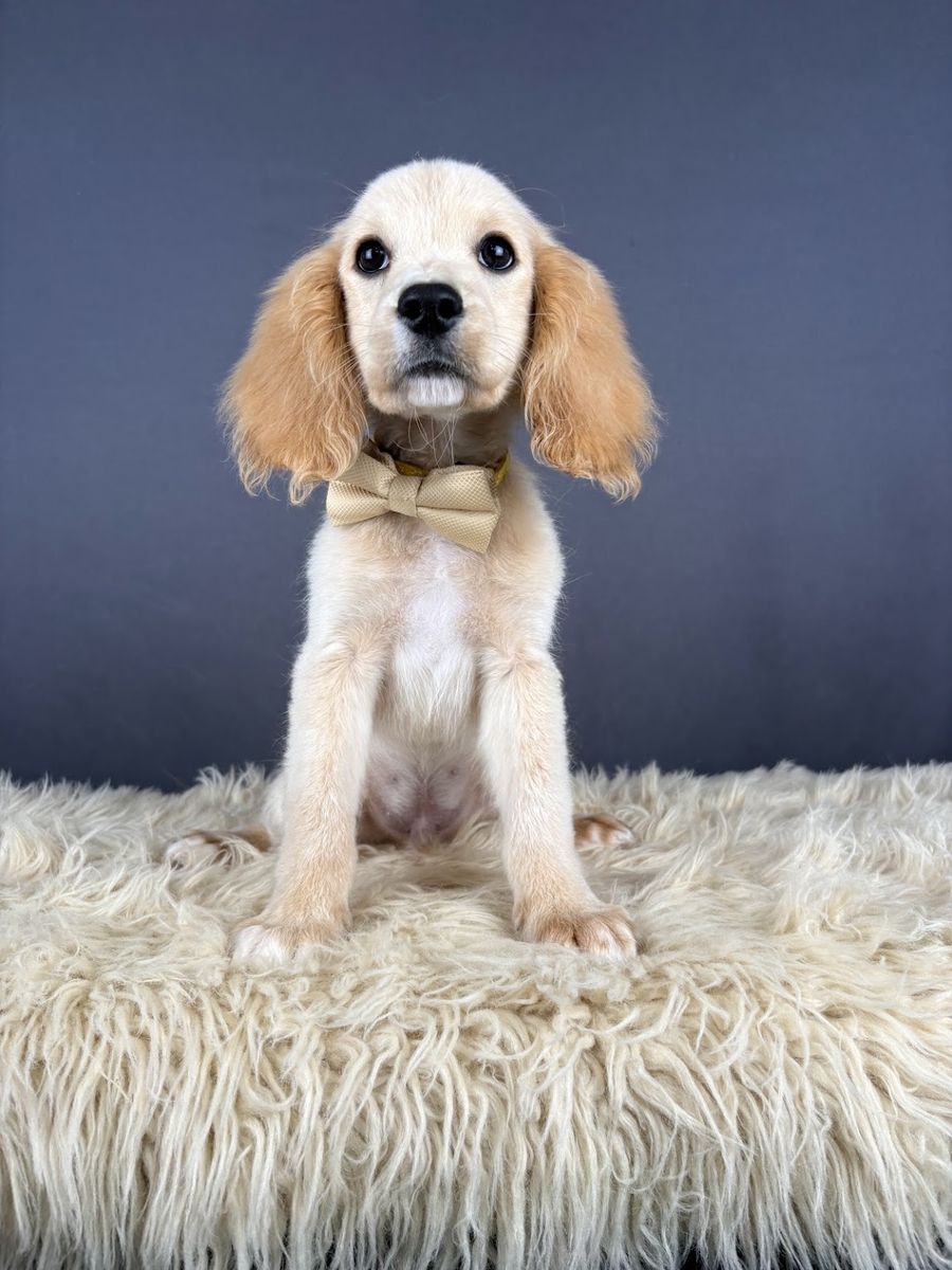 John - Male Mini Golden Cocker Retriever Puppy