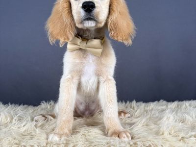 John - Male Mini Golden Cocker Retriever Puppy