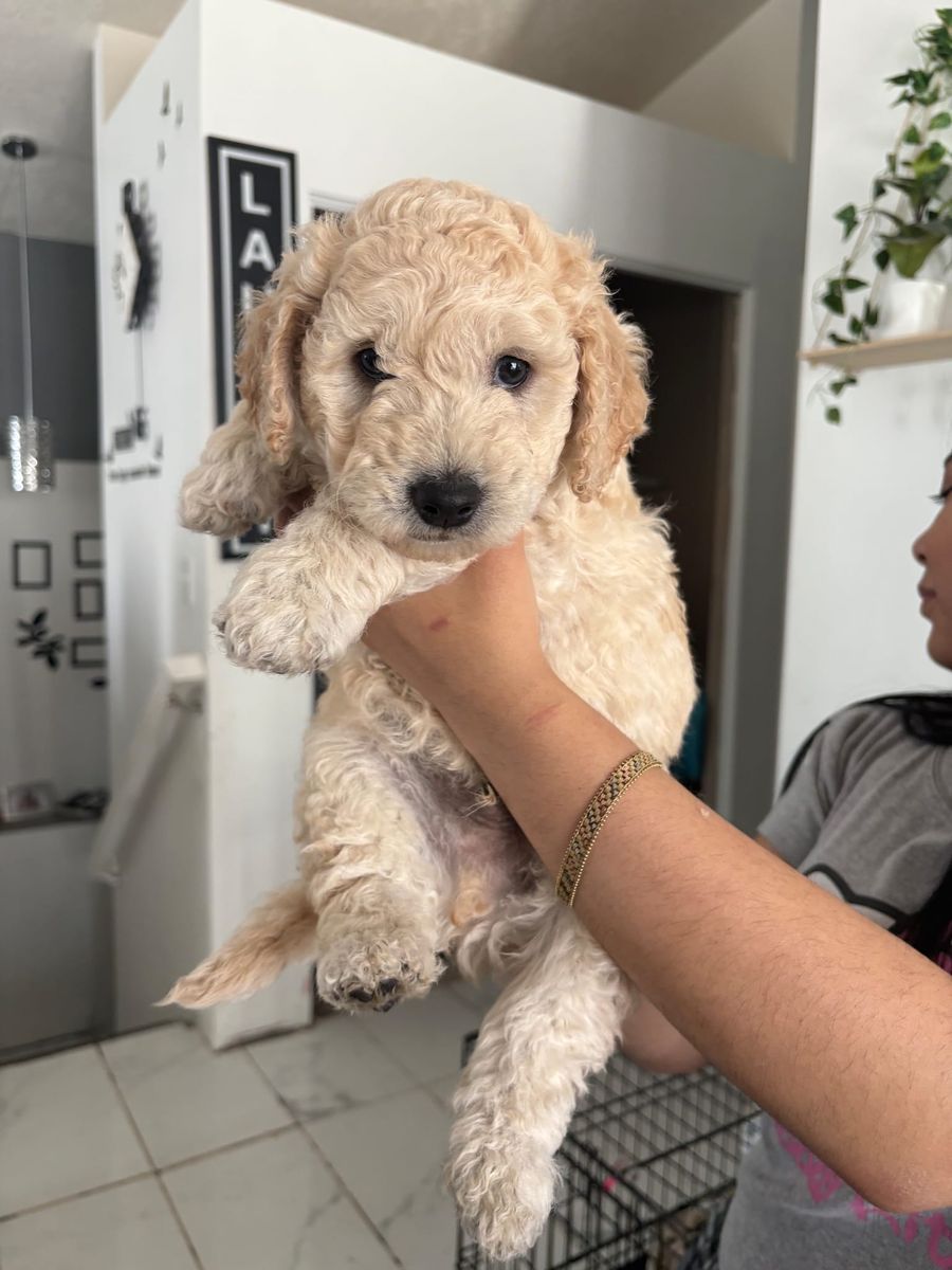 Adorable Goldendoodle Puppies: Cream & Black, Ready for New Homes