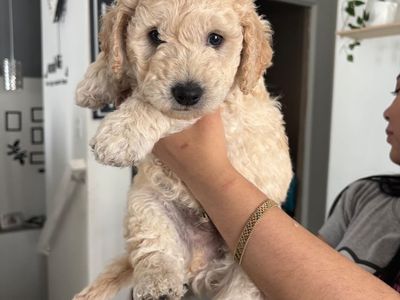 Adorable Goldendoodle Puppies: Cream & Black, Ready for New Homes