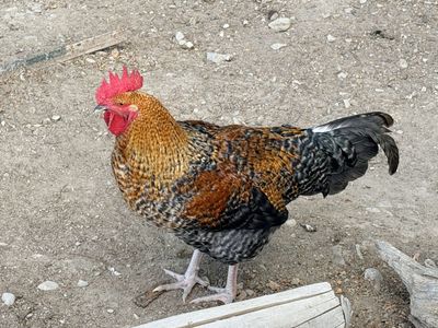 Rooster - Poultry & Gamebirds - Free to Good Home
