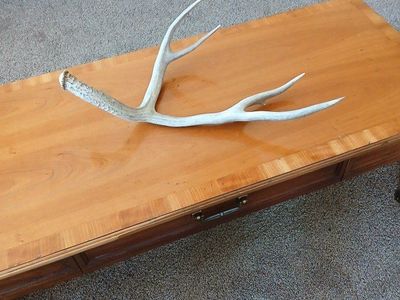 Antlers, assorted