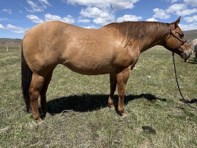 AQHA Red Dun Mare