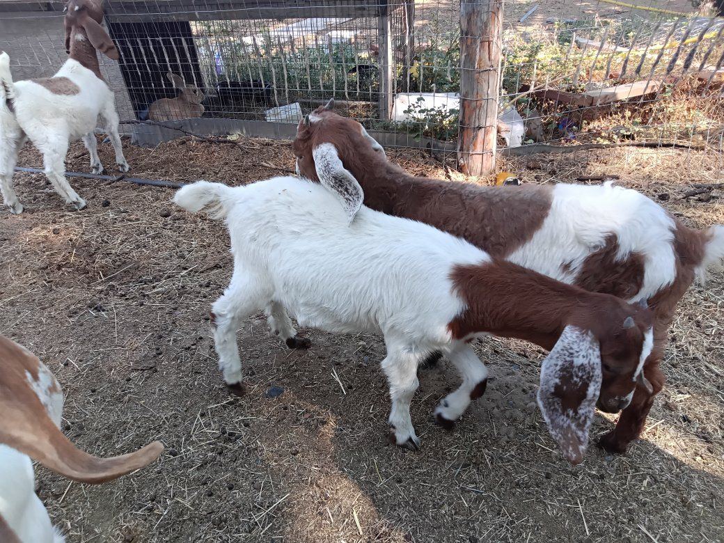 $300 for Both boer x doelings
