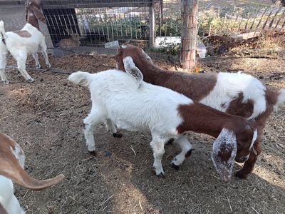 $300 for Both boer x doelings