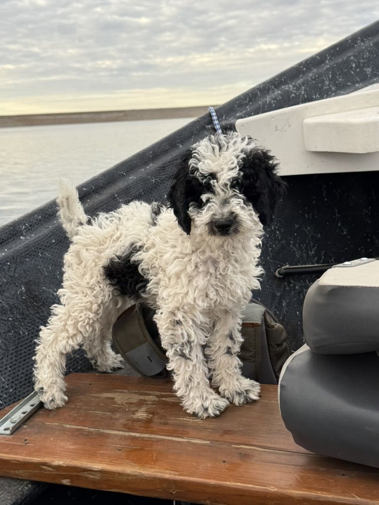 Akc Mini Poodle Pup puppy