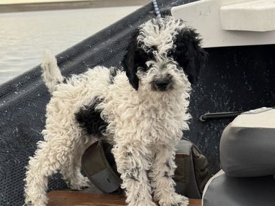 Akc Mini Poodle Pup puppy