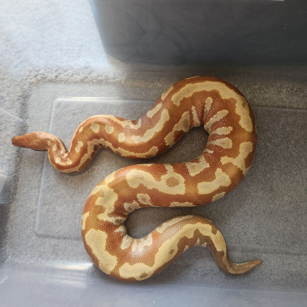 T+ Albino Blood Python "Roman" 