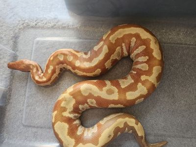 T+ Albino Blood Python "Roman"