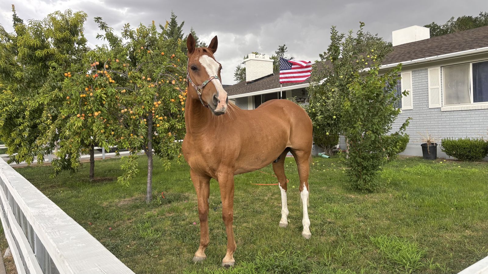 Horse  for sale!