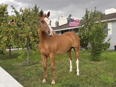 Horse for sale!