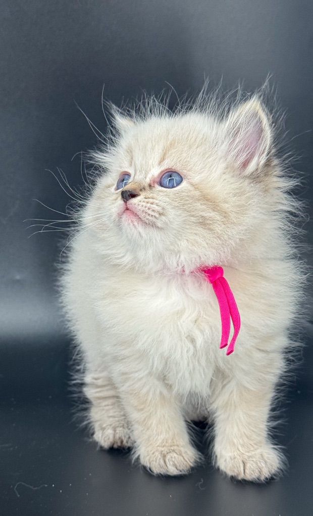 Neva Masquerade Siberian Kittens