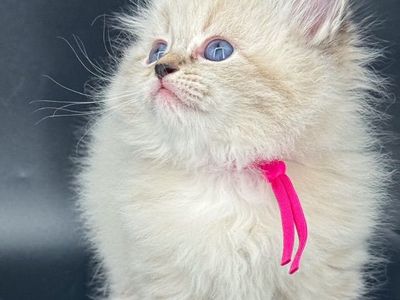 Neva Masquerade Siberian Kittens